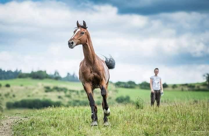 Koń w galopie na polu