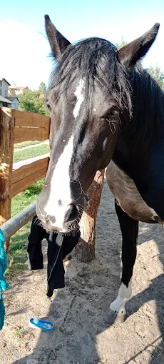 Charakter i temperament